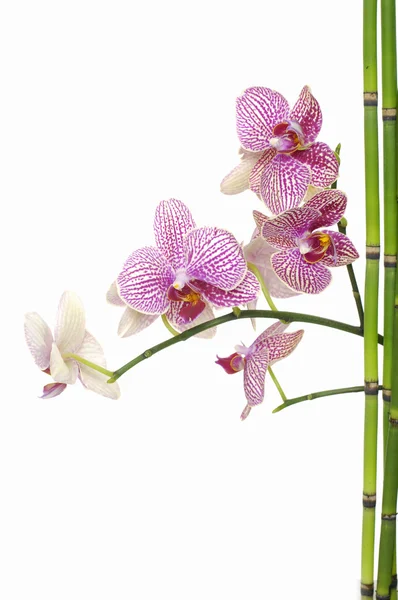 Blume und dünner Bambushain — Stockfoto