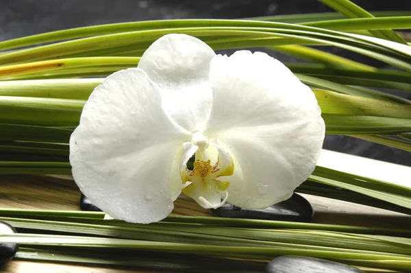 Orchidea e pianta verde — Foto Stock