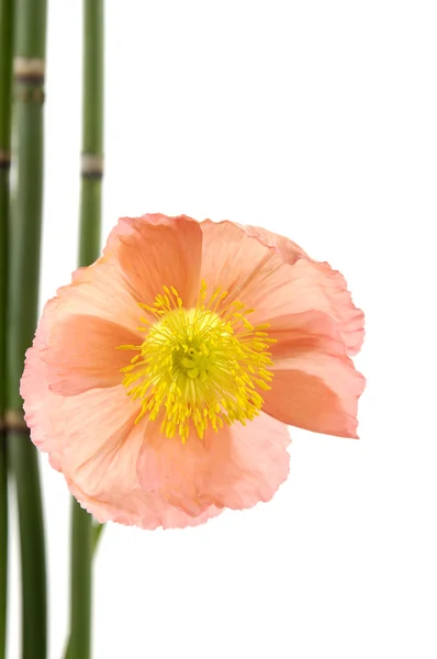 Flower with thin bamboo grove — Stock Photo, Image