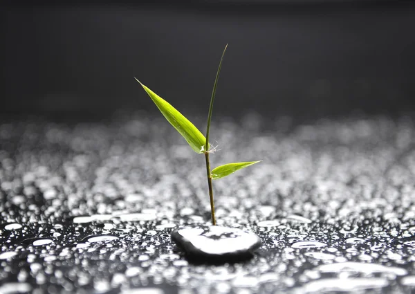 Зеленый весенний лист с дзен-камнями — стоковое фото