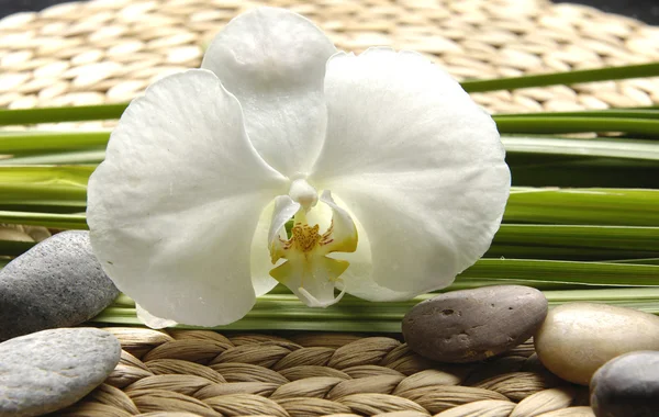 Orkide ve bambu grove mat — Stok fotoğraf