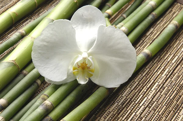 Grove de orquídea y bambú en la estera — Foto de Stock