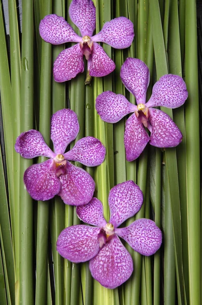 Orchidea e pietre su foglia — Foto Stock