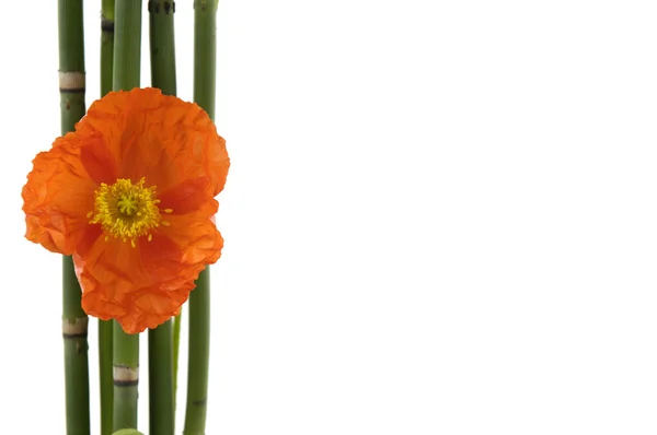 Цветок с тонкой бамбуковой рощей — стоковое фото