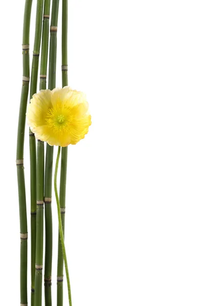 Fiore con sottile boschetto di bambù — Foto Stock