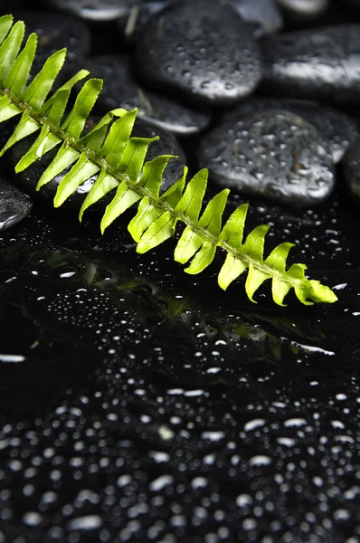 Zen Steine mit grünem Blatt — Stockfoto