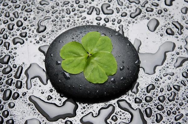 Three leafs clover and zen stones in water drops — Stock Photo, Image