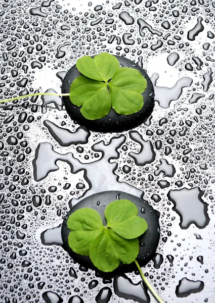 Three leafs clover and zen stones in water drops — Stock Photo, Image