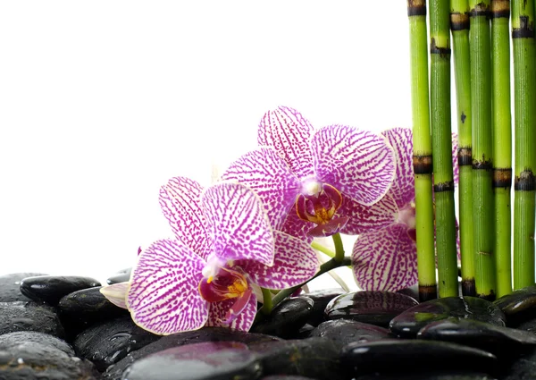 Natureza morta com orquídea e pedras — Fotografia de Stock