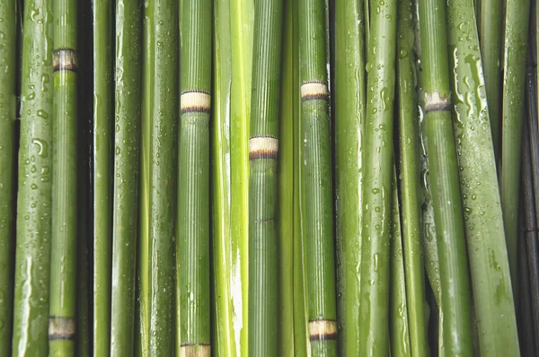 Hoher grüner Bambus — Stockfoto