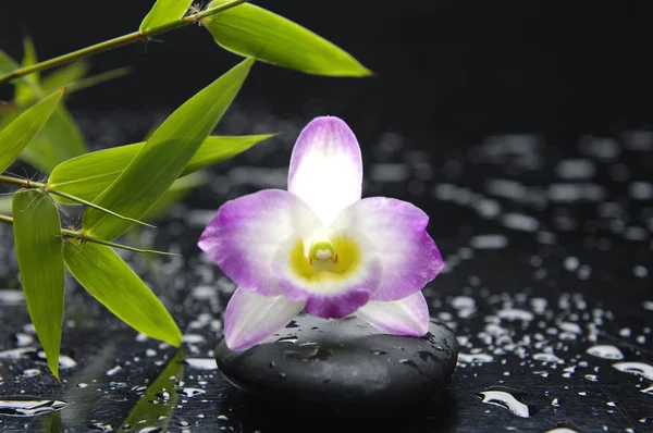 Orkideyle hayat — Stok fotoğraf