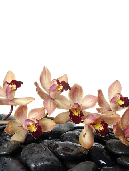 Orchid and stones — Stock Photo, Image