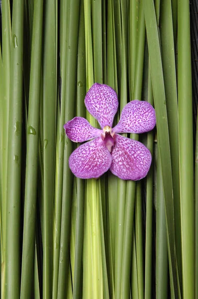 Macro di orchidea rosa — Foto Stock