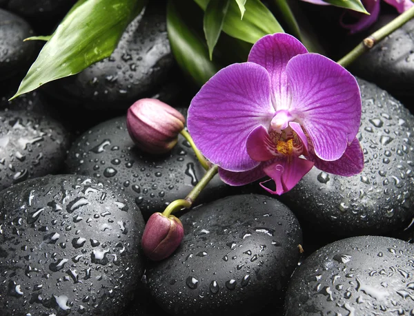 Orchidea con pietre — Foto Stock