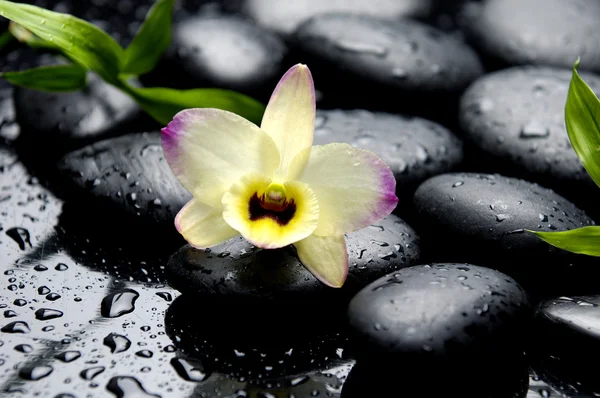 Orchid with stones — Stock Photo, Image