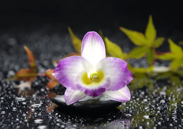 Натюрморт с орхидеей — стоковое фото