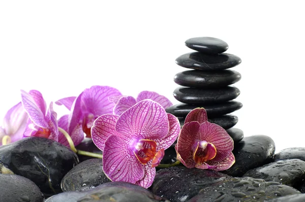 Pink orchid on pebble Stock Image