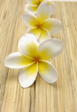 çok güzel frangipani çiçek