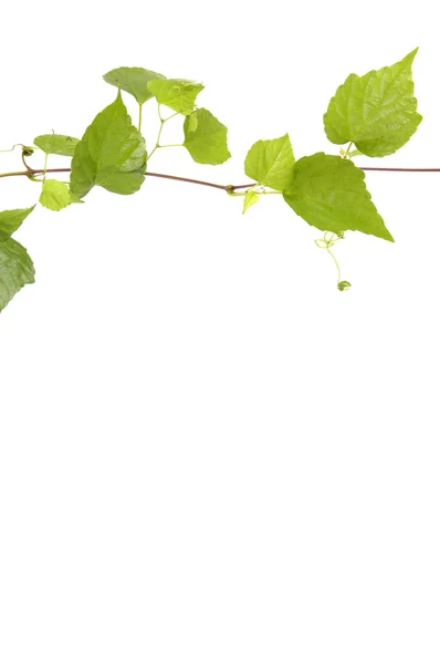 Gröna ivy. — Stockfoto