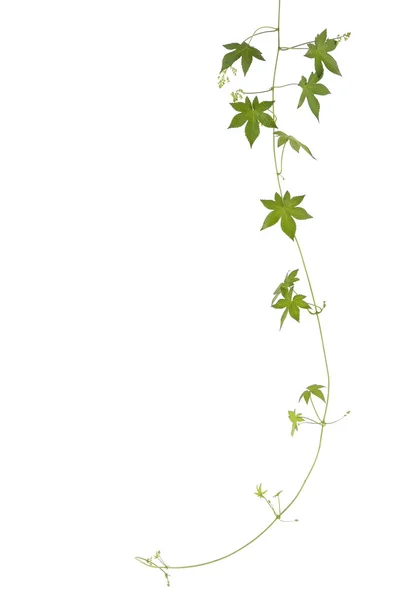 Green ivy. — Stock Photo, Image