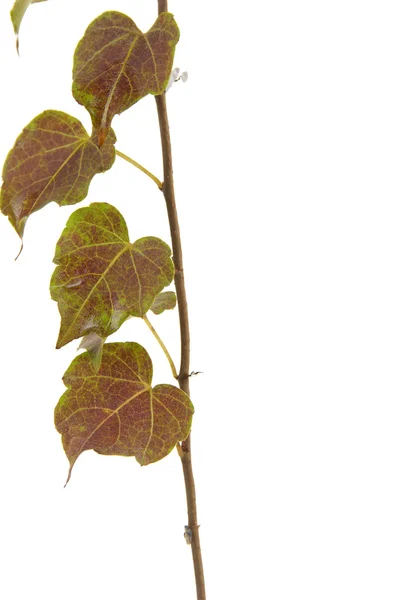 Gröna ivy. — Stockfoto