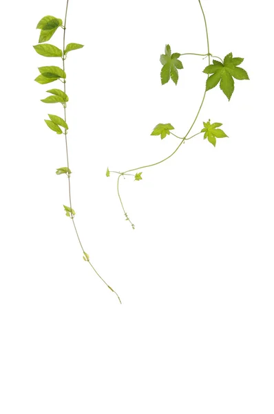 Зеленые листья плюща — стоковое фото