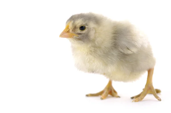 Little chicks — Stock Photo, Image