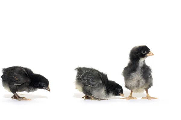 Little chicks — Stock Photo, Image