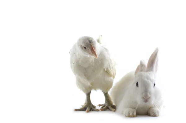 Kyckling och kanin — Stockfoto