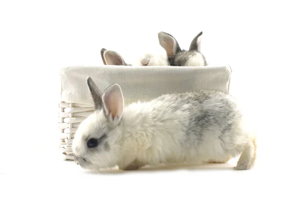 Schattige konijntjes in een mand — Stockfoto