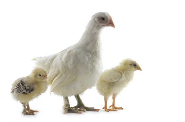 Hühnerfamilie — Stockfoto