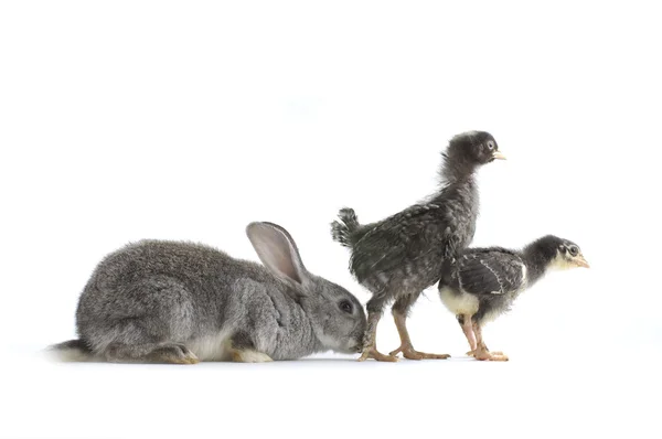 Hühner und Kaninchen — Stockfoto