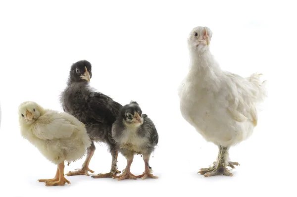 Tavuk ailesi — Stok fotoğraf