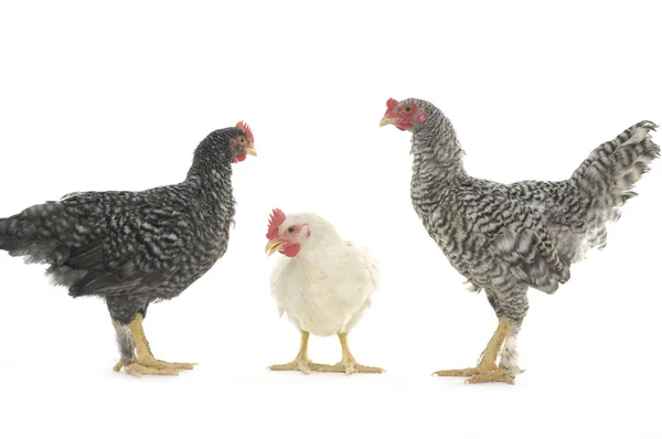 Chicken family — Stock Photo, Image