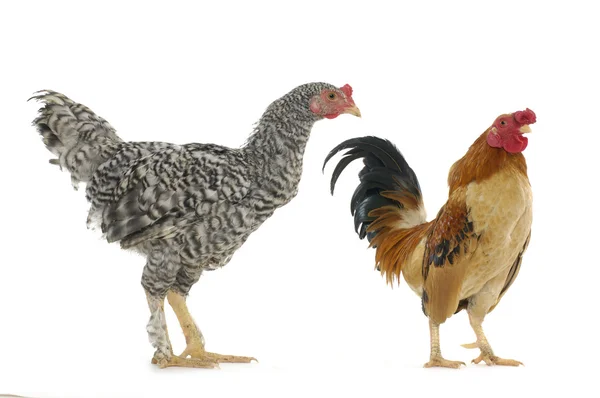 Chicken family — Stock Photo, Image