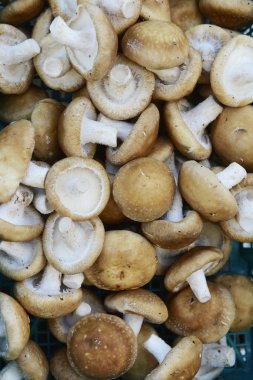 Birçok taze shiitake mantar