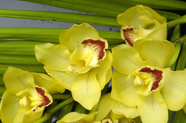 Orkide çiçek ve palmiye yaprağı üzerinde