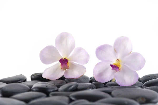 Orchid on wet pebbles — Stock Photo, Image