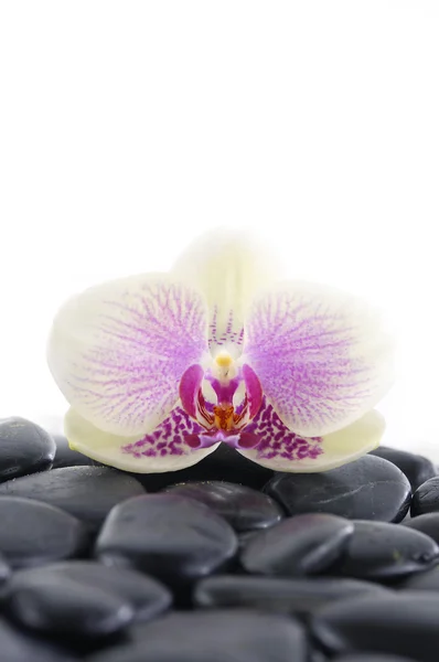 Orchid on wet pebbles — Stock Photo, Image