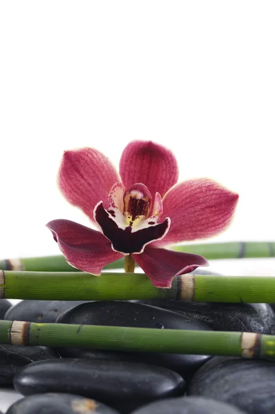 Orquídea con bosque de bambú sobre guijarros —  Fotos de Stock