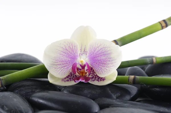 Orchid met bamboebos op keien — Stockfoto