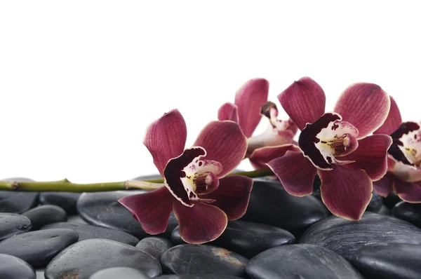 Orchid met bamboebos op keien — Stockfoto