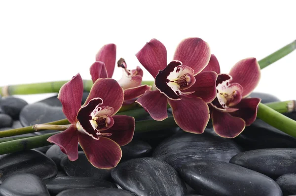 Orchid met bamboebos op keien — Stockfoto