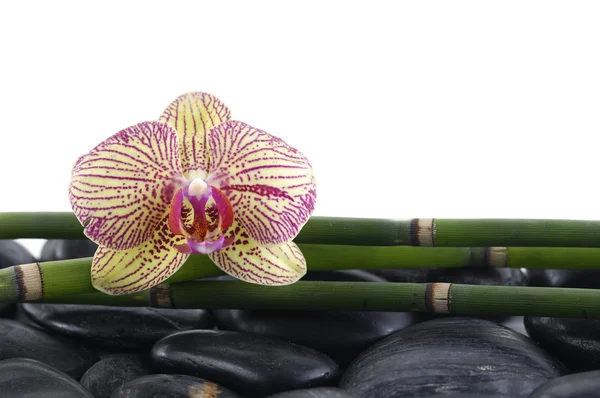 Çakıl taşları üzerinde bambu grove ile orkide — Stok fotoğraf