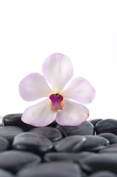 Orchid on wet pebbles — Stock Photo, Image