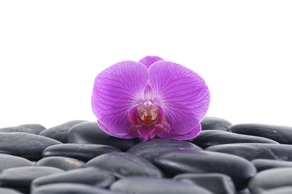 Orchidej na mokré oblázky — Stock fotografie