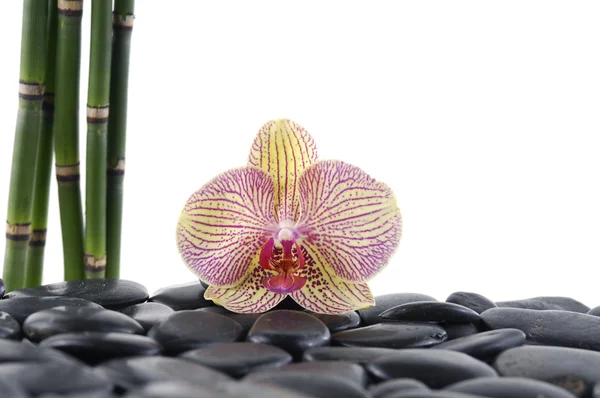 Orchid met bamboebos op keien — Stockfoto