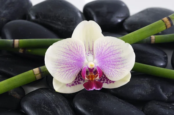 Orchidej s bambusového hájku na oblázky — Stock fotografie