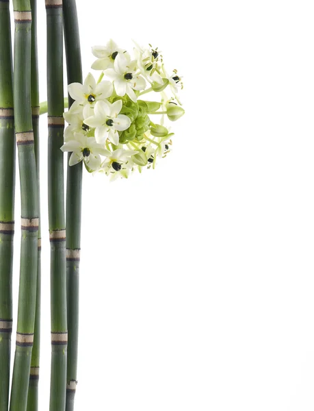 Flowers with thin bamboo — Stock Photo, Image