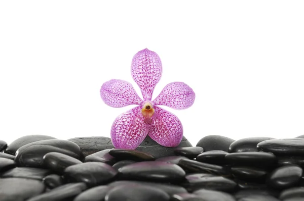 Çakıl taşları üzerinde yeşil fern ile orkide — Stok fotoğraf